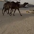 لقاحات