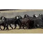 معزا عوارض جم متابيع بناتها كبار والامهات دفيع شرط (4معها4)