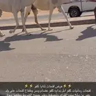 لقحات كفو