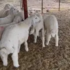 خرفان