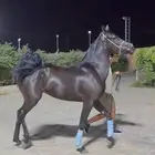 فرس واهو دهما