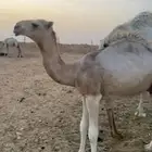 حوار فحل على الأدلخ