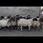 غنم نعيم دفيع .