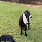 عارضية والد