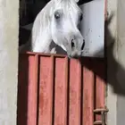حصان واهو شيخ للبيع