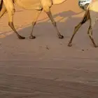 بكره حقه صفراء