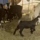 معزاء مواليد