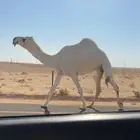 الضروبه الوضحا الكفو