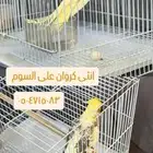 كروان