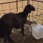 رغوث مشروكه