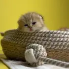 كتن شورت هير متاح الدفع تمارا