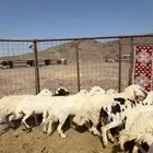 ضان حريات ضريع الحد 700