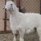 رخل صفرا برصا توم