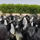 مراح عوارض فاخره 55 ب الفحول 2