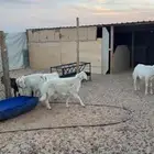 ذبايح حري ونعيم تيوس