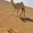 لقحه كفو وخلفه