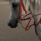 فرس شعبيه شيخه