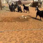 معزا عوارض صنف