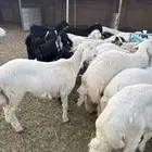 طليان وتيوس ثلاجه مقفله شحم