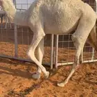 قعدان للبيع