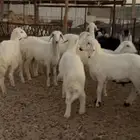 ذبايح حري نعيمي تيوس يوجد تمارا