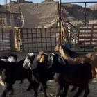 تيوس وجفار طيبه للبيع