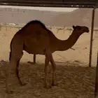 للبيع قعوود