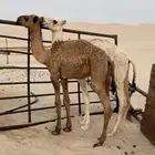 قعدان تربية طيبة