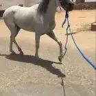 حصان شعبي