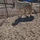 حري فحل السن رباع