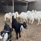 طليان وتيوس جبره