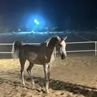 فرس و مهرة شعبية