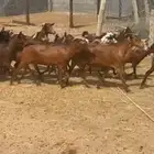 معزا تهاميه