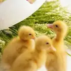 3 بطات