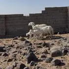 ضان ولد