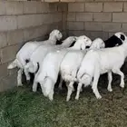 طليان (تم البيع)