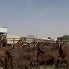 مراح قبرصيات نوادر تبارك الرحمن