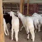 ذبايح سواكن وحري ونعيم