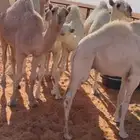 للبيع حشوان طيبه