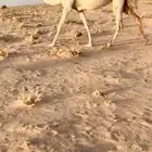 لقحه