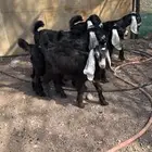جفار عوارض صنف