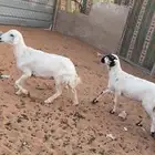 ثنيه حدرها رخل ذبيحه