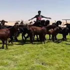 مراح شاميات خصم جذعات وثنوات ورباع شرط .