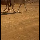 لقحه شقحى كفو