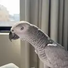 كاسكو متكلم