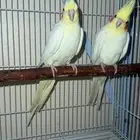 زوجين كروان منتجه