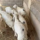 هرافا زبده فل شحم