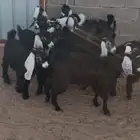 جفار