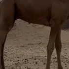 قعدان للبيع عدد 2