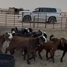 للبيع جفرات قبرصيات فاخره